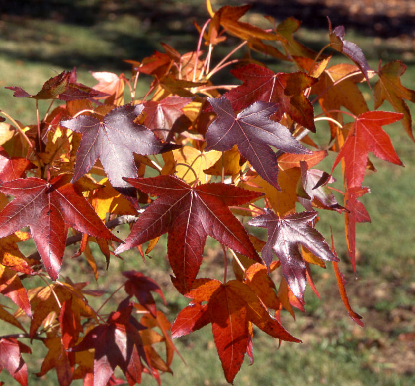 Moraine Sweetgum Natorp's Online Plant Store